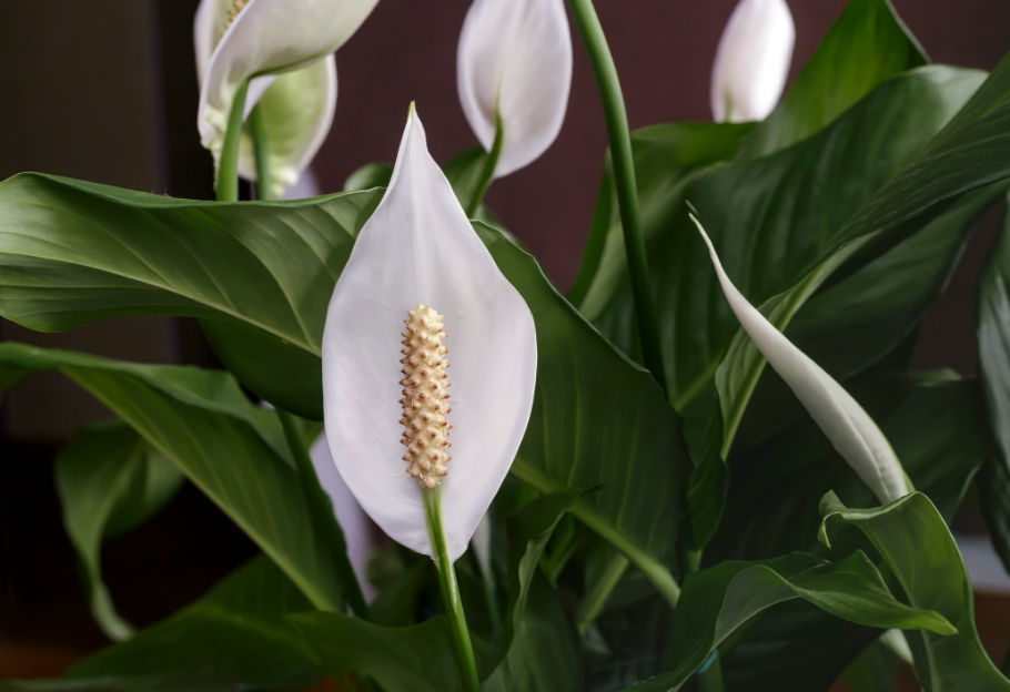 3 Manfaat Luar Biasa Menanam Bunga Peace Lily Di Dalam Ruangan